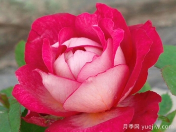 妮可柯德娜月季/浪漫蕾蕾