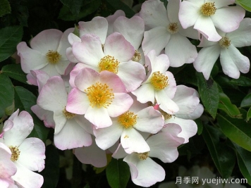 弗朗西斯E莱斯特月季