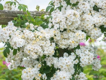 蔓延校长月季/校长月季