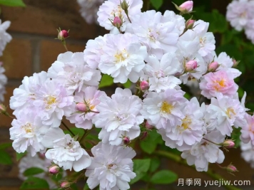 保罗的喜马拉雅麝香月季