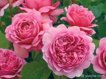 肯特公主月季/亚历山德拉公主月季