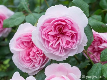 古代水手月季/凯尔姆斯科特月季