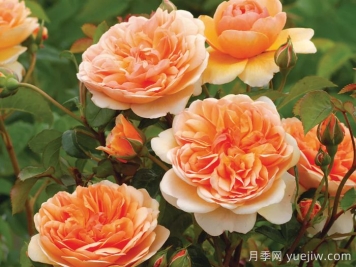 阳光港月季/港口阳光