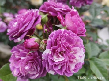 芬芳宝石月季推荐和优缺点