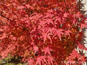 红枫苗木种植方法和注意事项