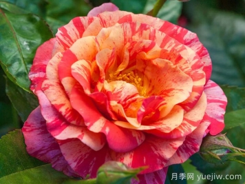 弗里达卡罗月季