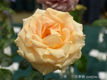 5个月季花品种推荐