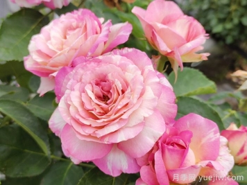 月季养护知识，新手花友必知