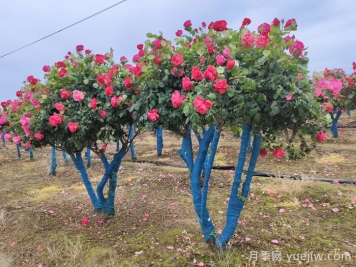 丛生树的园林应用与品种配置原则深度解析