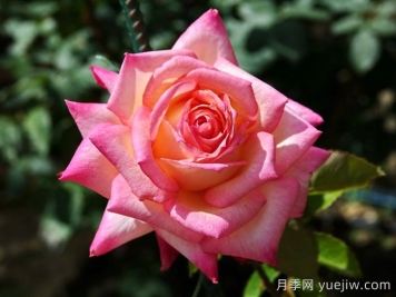 十全十美月季/科德斯完美