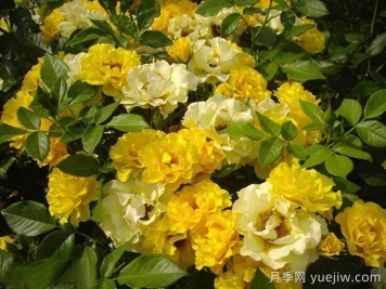 阿德森冯梅尔克月季