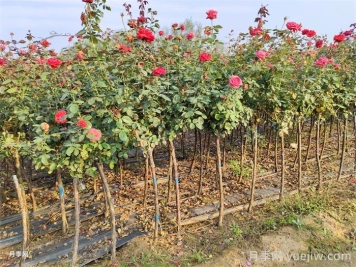 月季秋花后的3个关键养护点