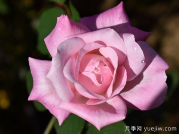 阿勒西娅月季/阿列西亚