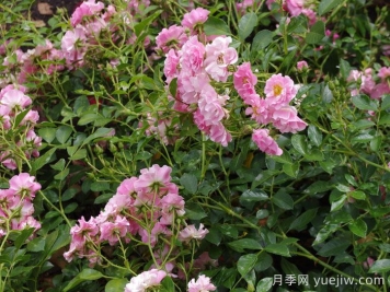 艾莉婕月季/艾丽泽