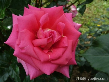 芬芳艾莉婕月季