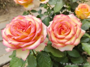 100种南方园林常用乔灌地被