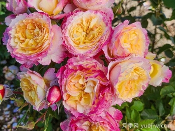 梦想成真月季/活出梦想/闪耀时刻