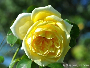 游乐园月季/赌场月季