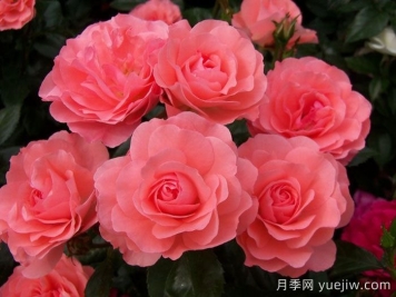 法兰西花园月季/法国花园/激情之吻