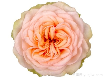 安伯利公园月季