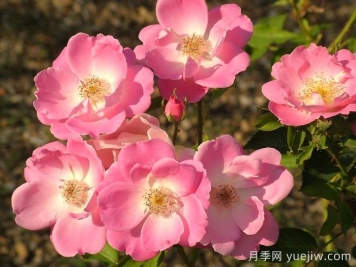 安吉丽娜月季/安洁莉娜