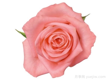 安娜卡丽娜月季/安卡丽娜