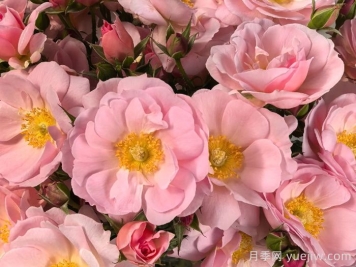 芭乐摇摇奶昔月季