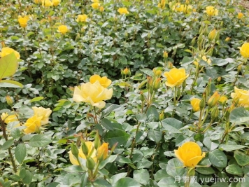 月季想要爆强笋，不能盲目压枝，教你秘诀