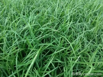 麦冬草在园林造景中的植物配置艺术