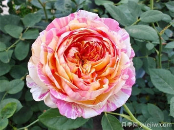 耐热性强的6种月季，35度高温花型花色依然很美