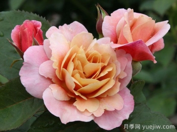 遥远的鼓声月季/妖鼓/遥鼓