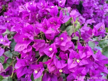 冬天来临，三角梅如何顺利越冬？