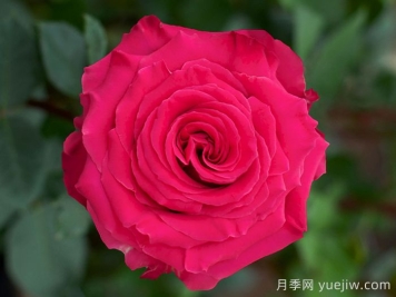 完美蒙蒂月季/浑身是胆