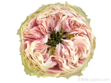 圣彼得公园月季