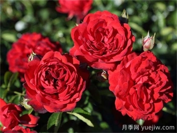 猩红伯尼卡月季介绍和优缺点