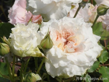 觉醒精灵月季/闹钟/唤醒Reveil