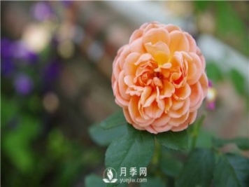 月季花怎么栽种更好，养护时应注意什么？