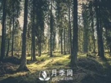 盘点南阳销售较好的3种绿化苗木