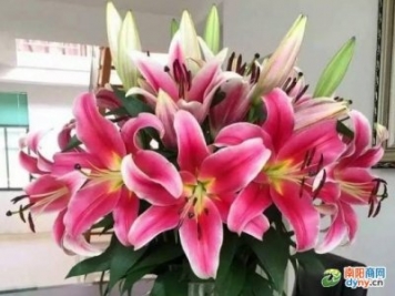 半年拥有千名铁杆客户 南阳百合花王子蒋太龙怎么做到的