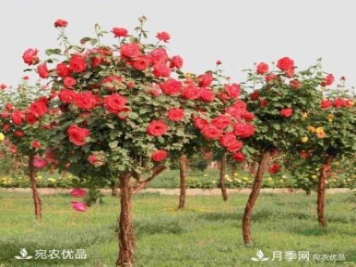 新栽的苗木如何越冬管理？