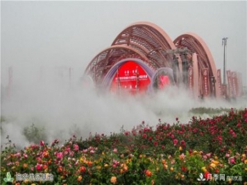 图说南阳：月季花开美 香飘南阳城