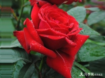 梅郎口红月季 Rouge Meilland 推荐