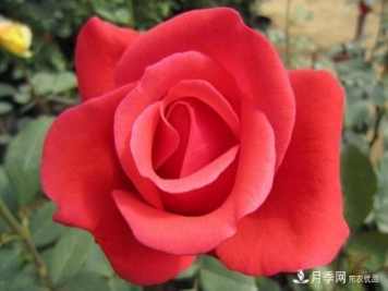 大花月季的小知识和代表品种