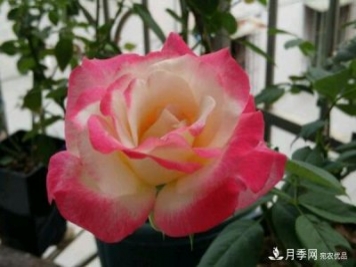 花大、浓香且适合新手栽种的3个大花月季品种推荐