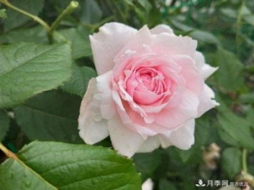 如果只种一棵月季，就种藤本月季威基伍德