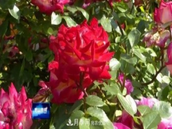 青岛崂山月季花开 四条步行道成网红