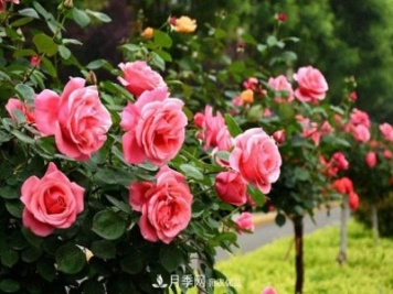 月季树特点以及种类