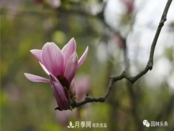 河南南阳南召：玉兰月季等优势乡土花木行情喜人