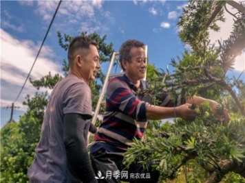 一树一景，湖南长沙花木造型师的“双抢”季