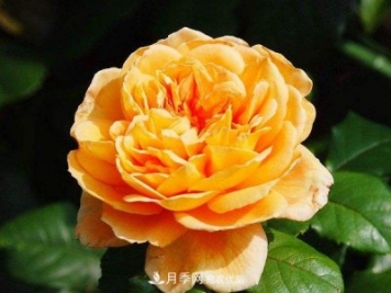 12个优秀黄色系藤本月季品种推荐